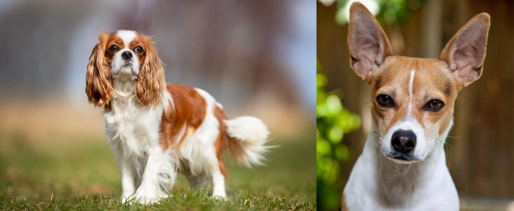 Rat Terrier vs King Charles Spaniel - Breed Comparison