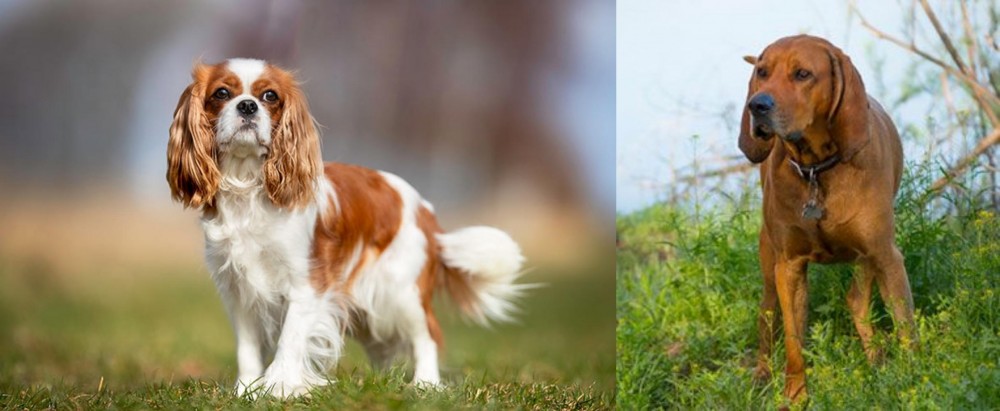 Redbone Coonhound vs King Charles Spaniel - Breed Comparison