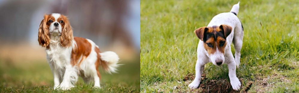 Russell Terrier vs King Charles Spaniel - Breed Comparison