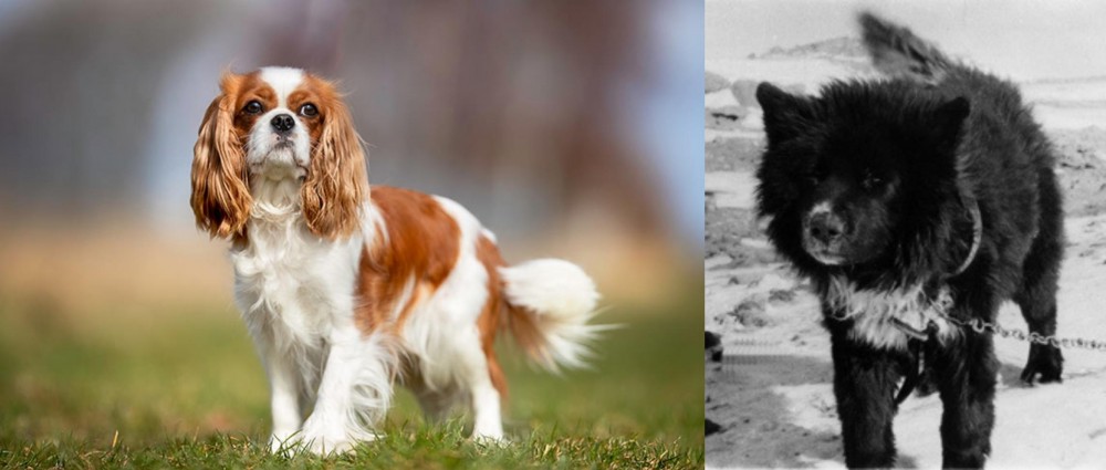 Sakhalin Husky vs King Charles Spaniel - Breed Comparison