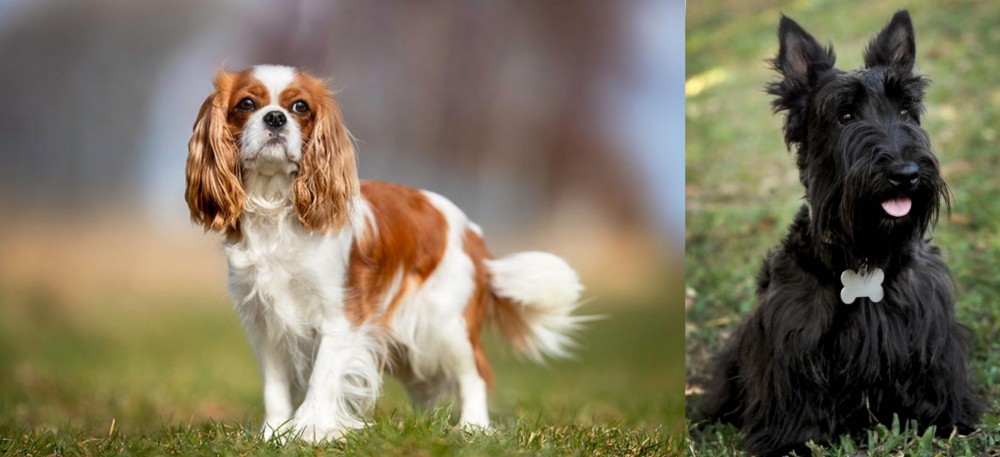 Scoland Terrier vs King Charles Spaniel - Breed Comparison
