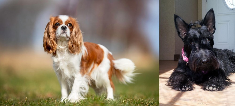 Scottish Terrier vs King Charles Spaniel - Breed Comparison