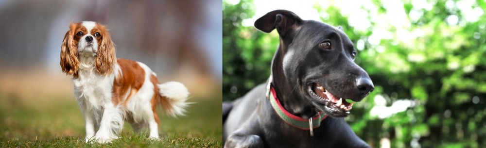 Shepard Labrador vs King Charles Spaniel - Breed Comparison