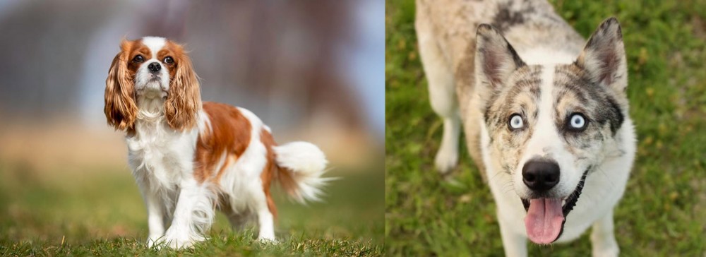 Shepherd Husky vs King Charles Spaniel - Breed Comparison