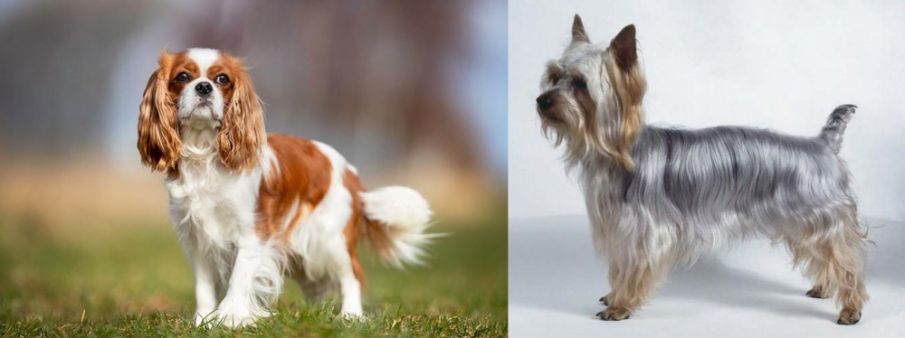 Silky Terrier vs King Charles Spaniel - Breed Comparison