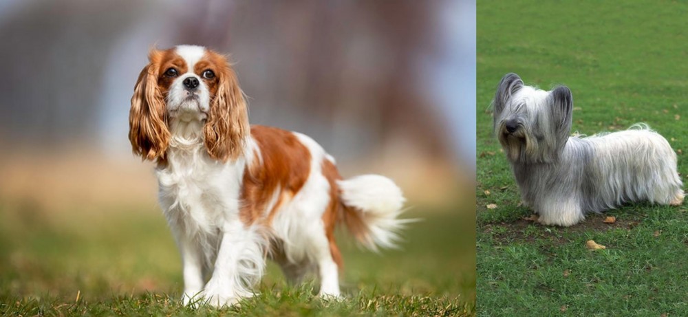 Skye Terrier vs King Charles Spaniel - Breed Comparison