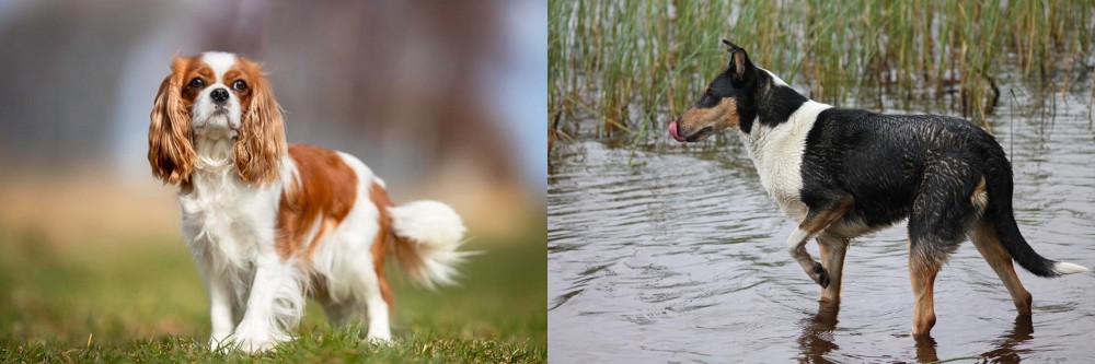 Smooth Collie vs King Charles Spaniel - Breed Comparison