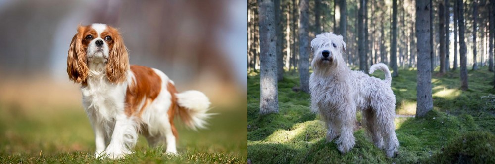 Soft-Coated Wheaten Terrier vs King Charles Spaniel - Breed Comparison