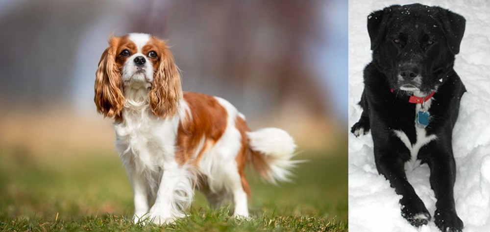 St. John's Water Dog vs King Charles Spaniel - Breed Comparison