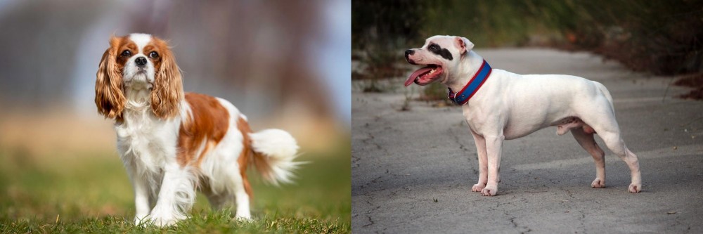Staffordshire Bull Terrier vs King Charles Spaniel - Breed Comparison