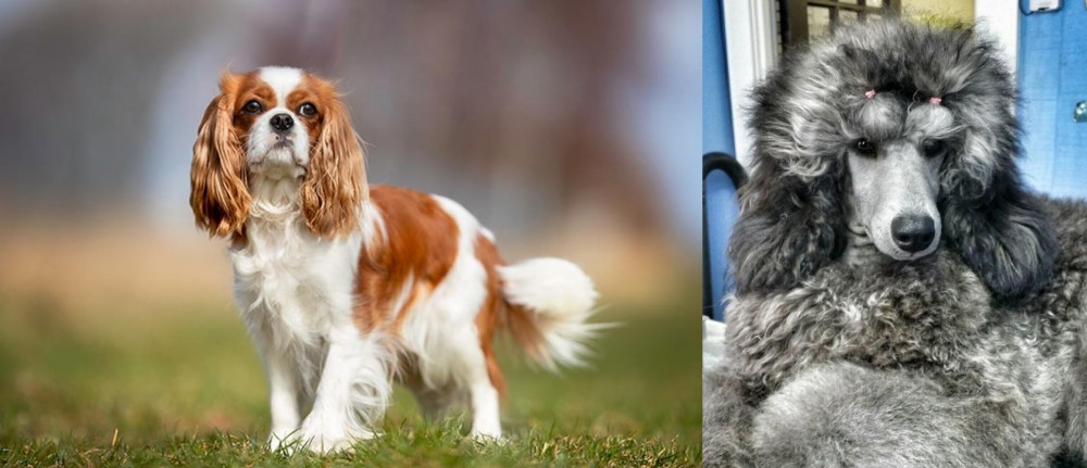 Standard Poodle vs King Charles Spaniel - Breed Comparison