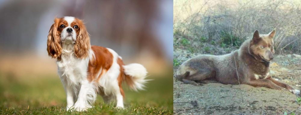 Tahltan Bear Dog vs King Charles Spaniel - Breed Comparison