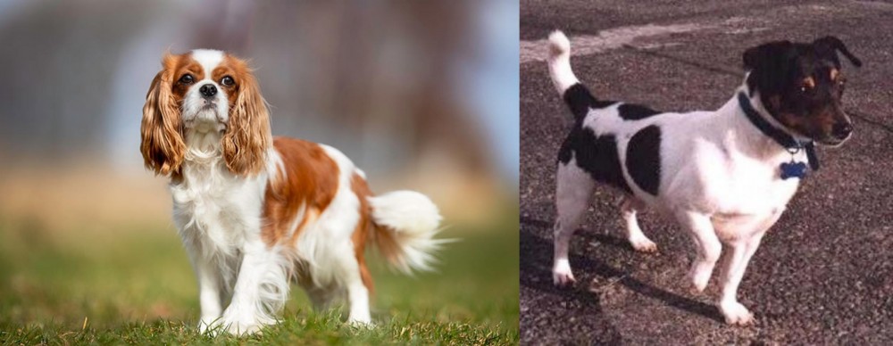 Teddy Roosevelt Terrier vs King Charles Spaniel - Breed Comparison