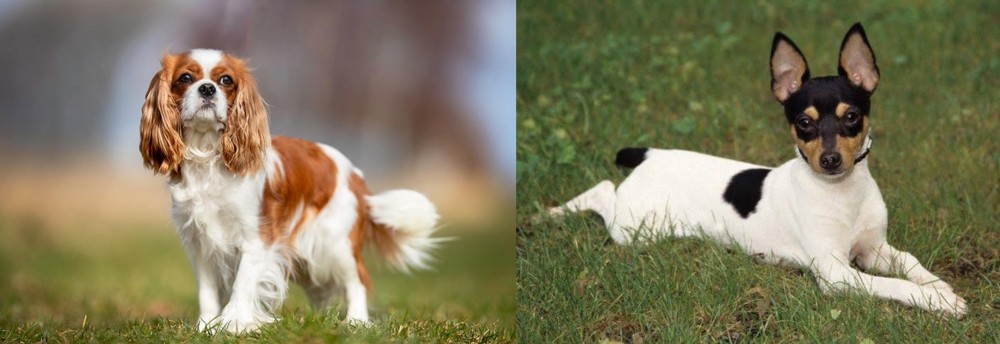 Toy Fox Terrier vs King Charles Spaniel - Breed Comparison