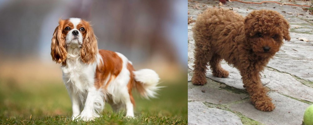 Toy Poodle vs King Charles Spaniel - Breed Comparison