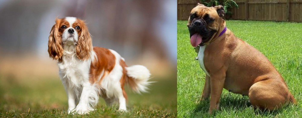 Valley Bulldog vs King Charles Spaniel - Breed Comparison