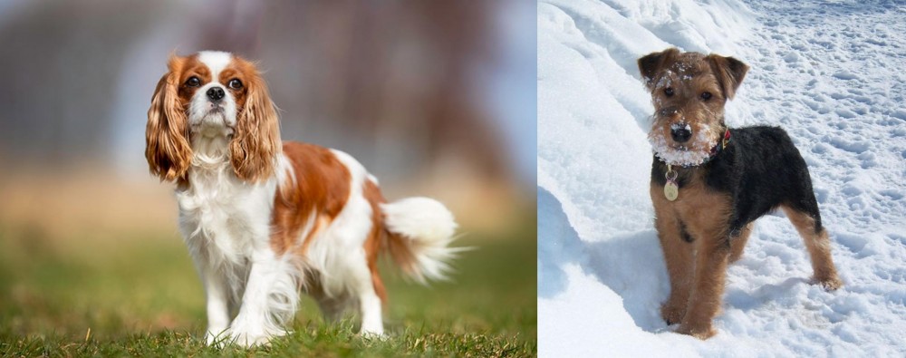 Welsh Terrier vs King Charles Spaniel - Breed Comparison