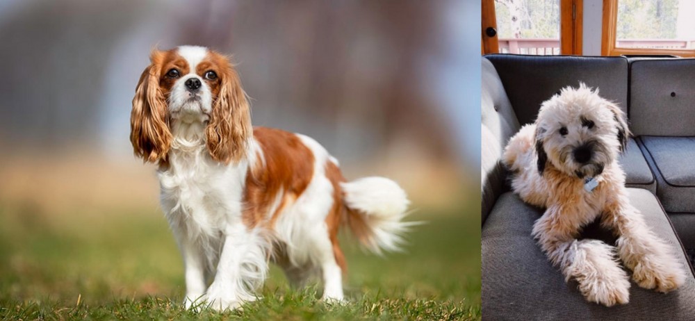 Whoodles vs King Charles Spaniel - Breed Comparison
