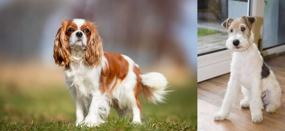 Wire Fox Terrier vs King Charles Spaniel - Breed Comparison