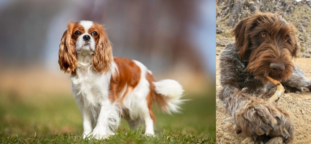Wirehaired Pointing Griffon vs King Charles Spaniel - Breed Comparison
