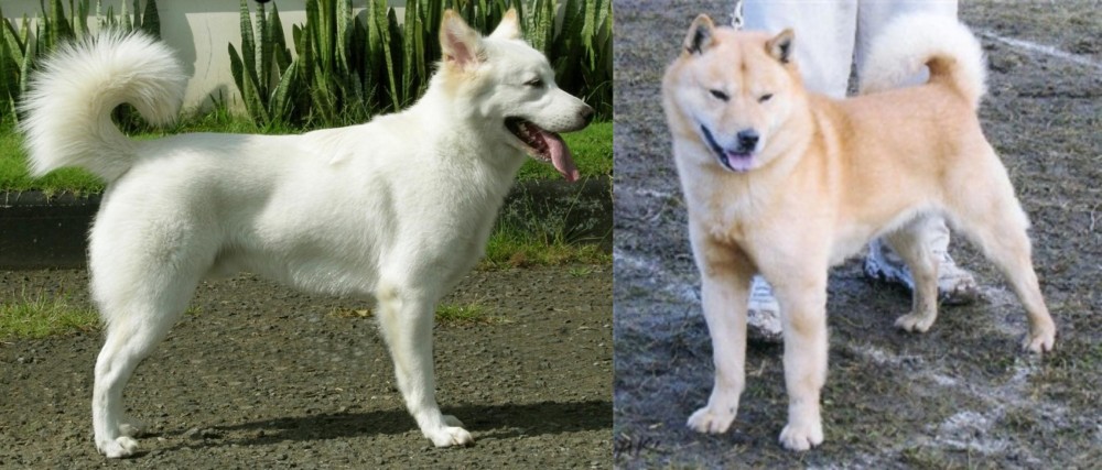 Hokkaido vs Kintamani - Breed Comparison
