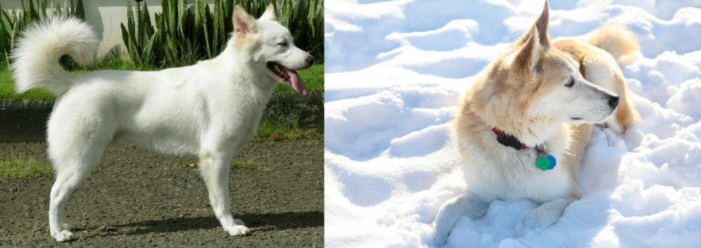 Labrador Husky vs Kintamani - Breed Comparison