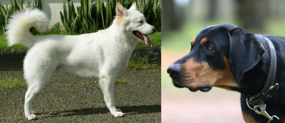 Lithuanian Hound vs Kintamani - Breed Comparison