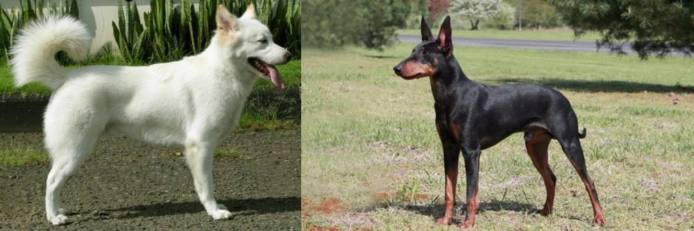 Manchester Terrier vs Kintamani - Breed Comparison