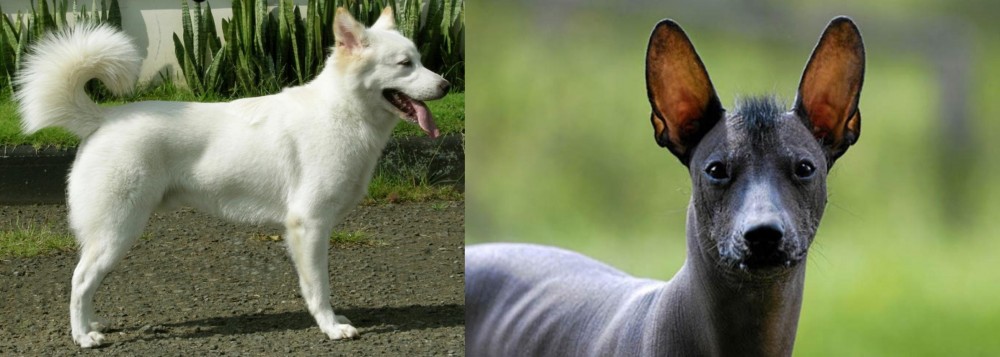 Mexican Hairless vs Kintamani - Breed Comparison