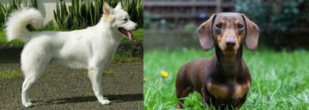 Miniature Dachshund vs Kintamani - Breed Comparison