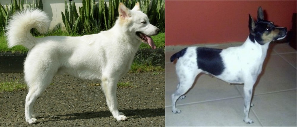 Miniature Fox Terrier vs Kintamani - Breed Comparison