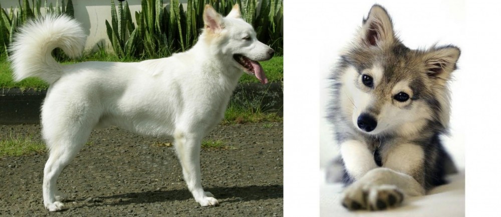 Miniature Siberian Husky vs Kintamani - Breed Comparison