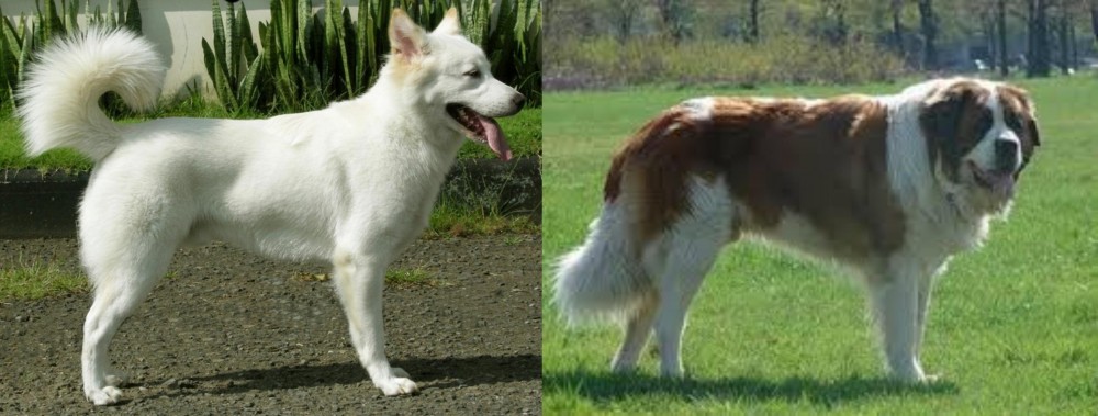 Moscow Watchdog vs Kintamani - Breed Comparison