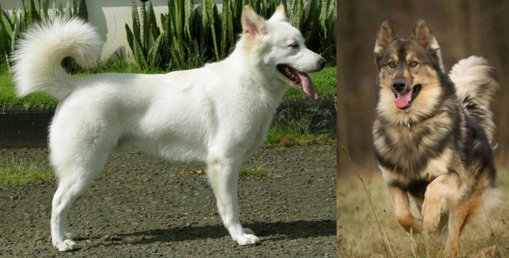Native American Indian Dog vs Kintamani - Breed Comparison