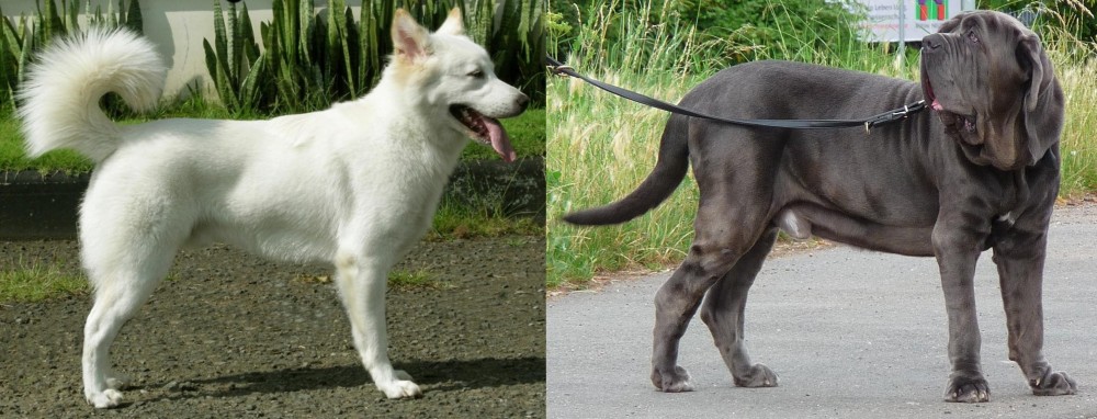 Neapolitan Mastiff vs Kintamani - Breed Comparison