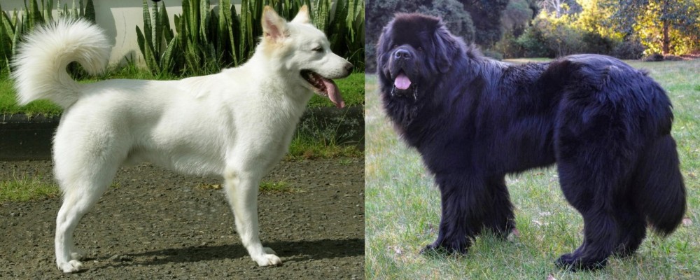 Newfoundland Dog vs Kintamani - Breed Comparison
