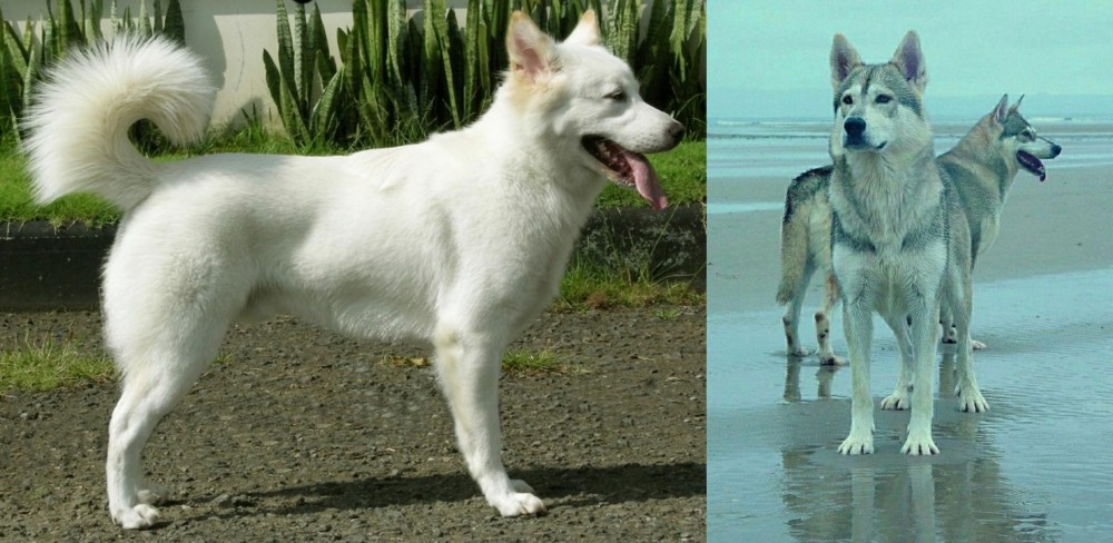 Northern Inuit Dog vs Kintamani - Breed Comparison