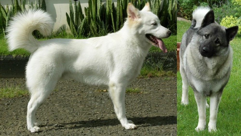 Norwegian Elkhound vs Kintamani - Breed Comparison