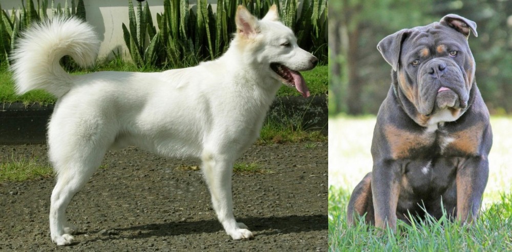 Olde English Bulldogge vs Kintamani - Breed Comparison