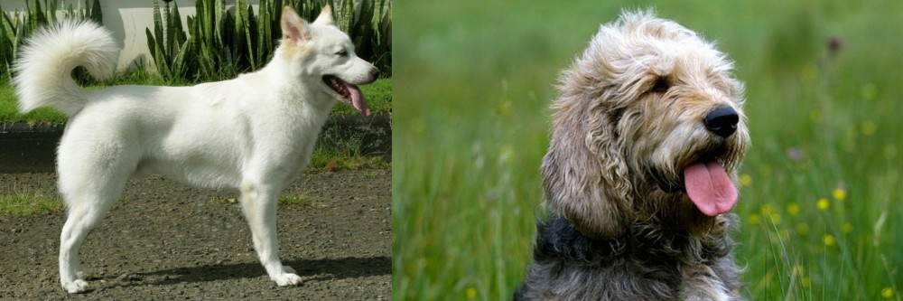 Otterhound vs Kintamani - Breed Comparison