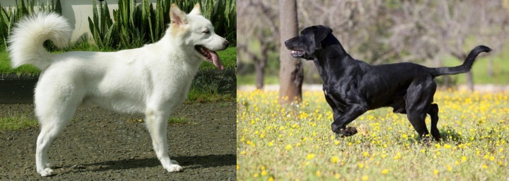 Perro de Pastor Mallorquin vs Kintamani - Breed Comparison