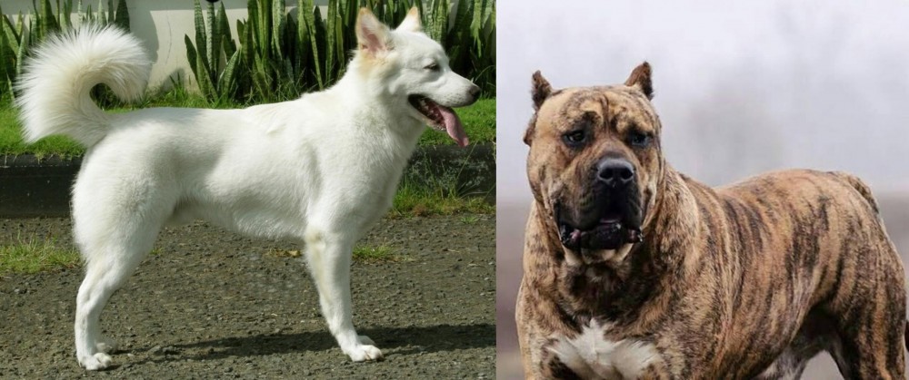 Perro de Presa Canario vs Kintamani - Breed Comparison