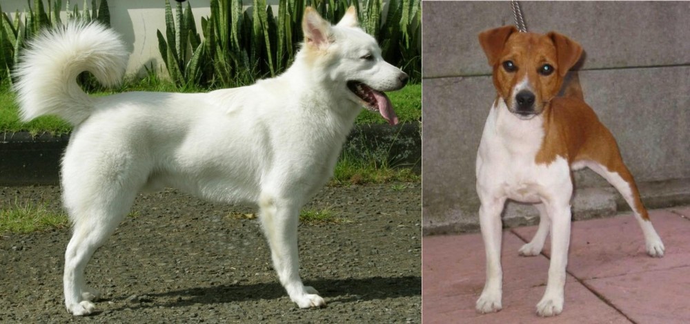 Plummer Terrier vs Kintamani - Breed Comparison