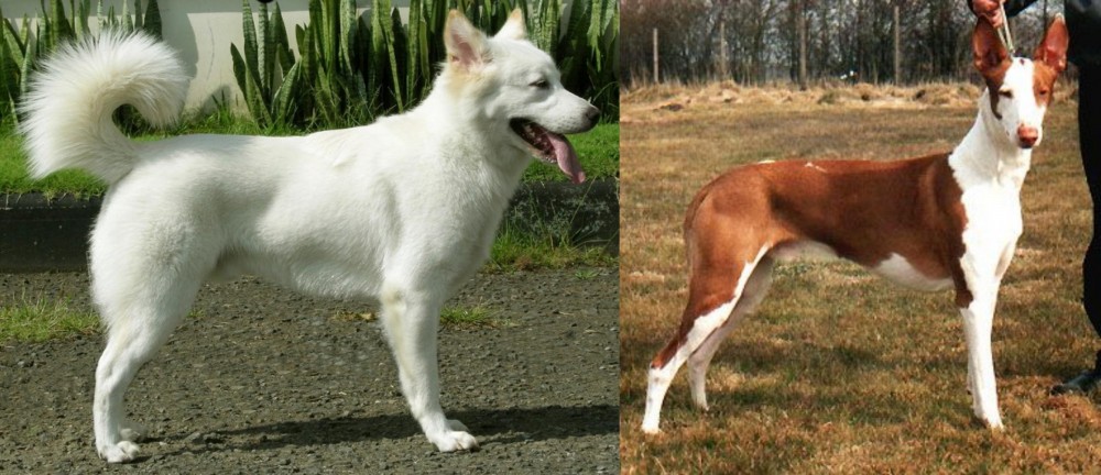 Podenco Canario vs Kintamani - Breed Comparison