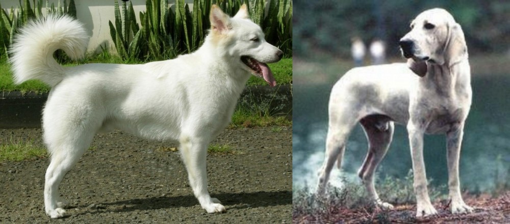 Porcelaine vs Kintamani - Breed Comparison