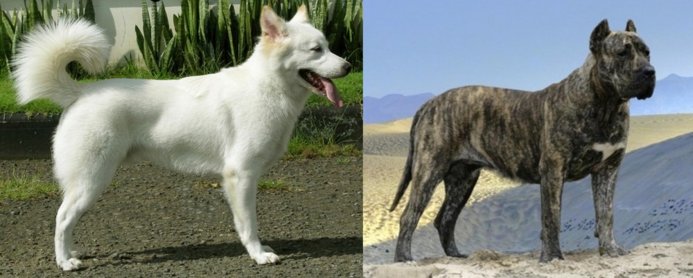 Presa Canario vs Kintamani - Breed Comparison