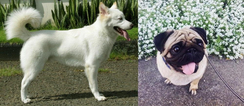 Pug vs Kintamani - Breed Comparison