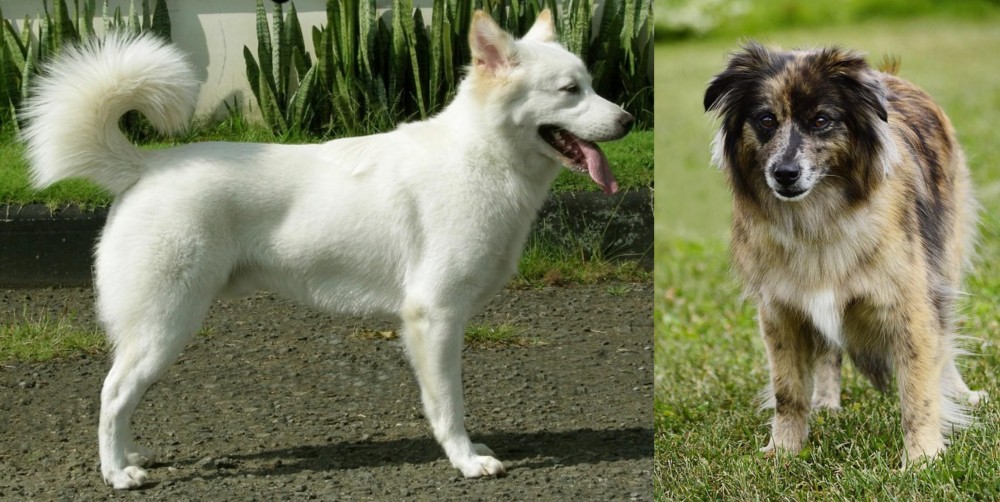 Pyrenean Shepherd vs Kintamani - Breed Comparison
