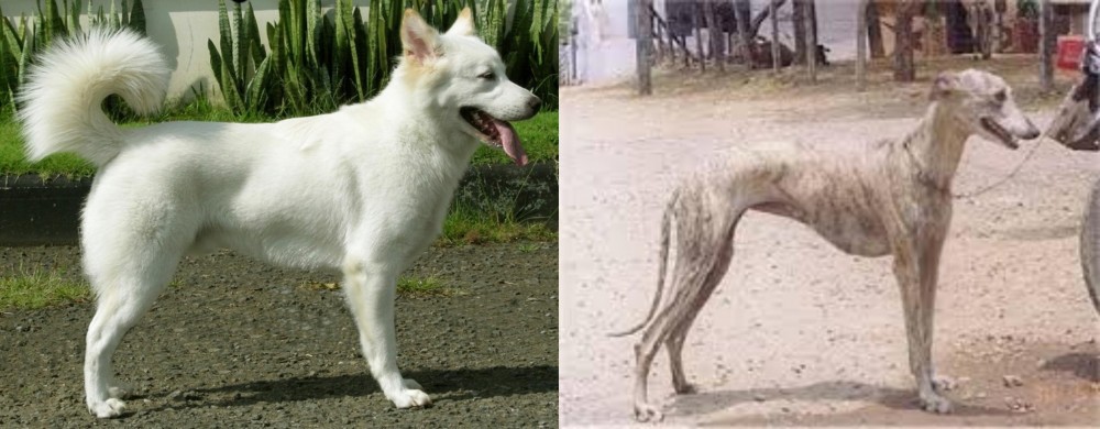 Rampur Greyhound vs Kintamani - Breed Comparison