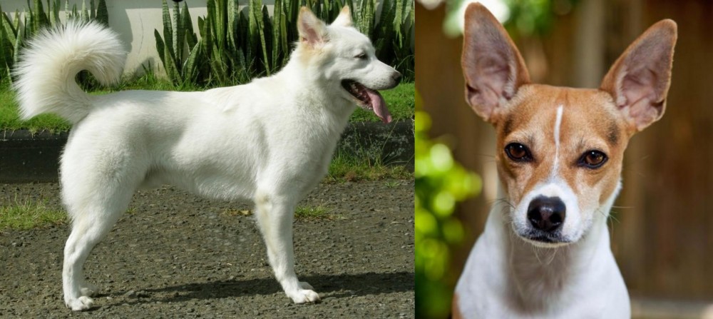 Rat Terrier vs Kintamani - Breed Comparison